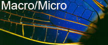Dragon Fly Wing Micro. Microscopic Photographic Services
